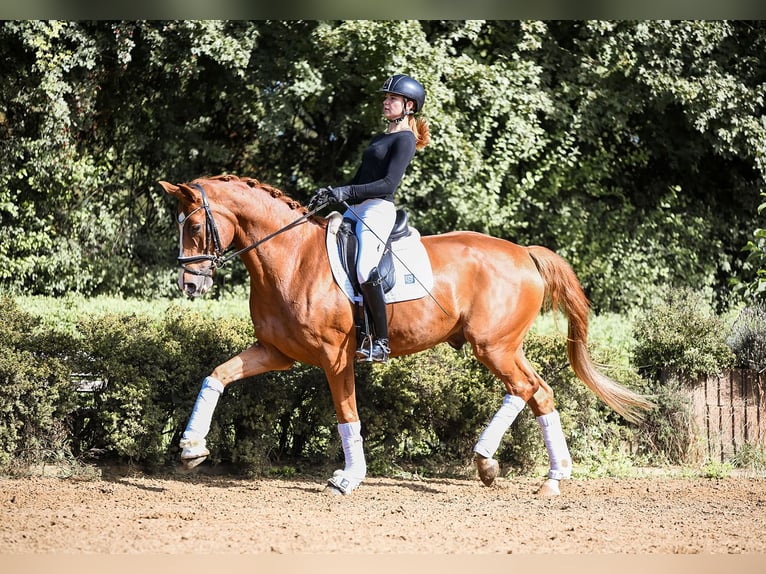 German Sport Horse Gelding 5 years 17 hh Chestnut-Red in Riedstadt