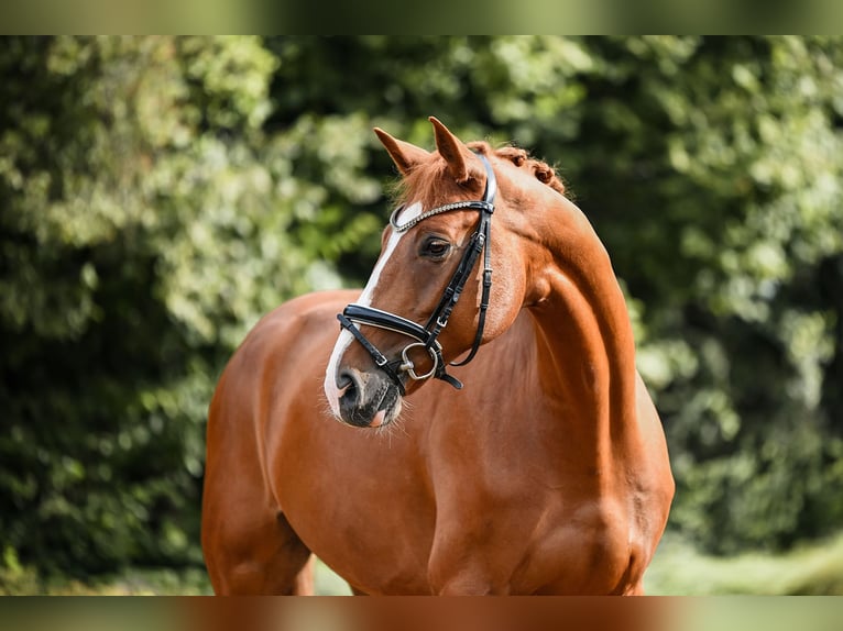 German Sport Horse Gelding 5 years 17 hh Chestnut-Red in Riedstadt