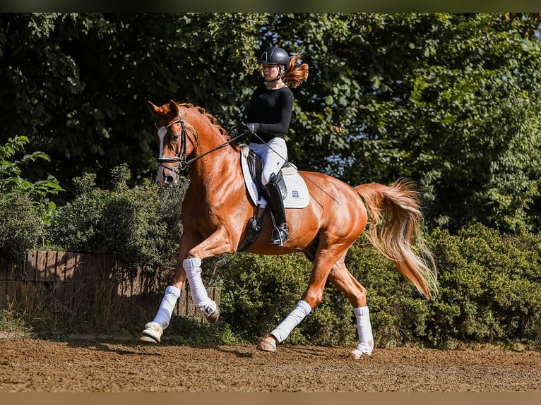 German Sport Horse Gelding 5 years 17 hh Chestnut-Red in Riedstadt