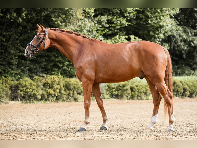 German Sport Horse Gelding 5 years 17 hh Chestnut-Red in Riedstadt