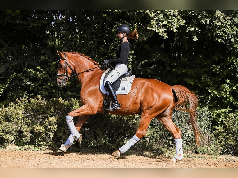 German Sport Horse Gelding 5 years 17 hh Chestnut-Red in Riedstadt