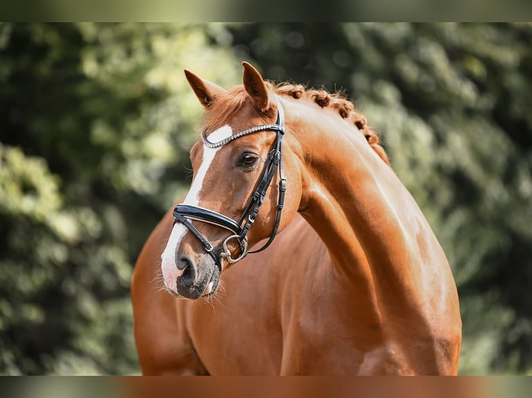 German Sport Horse Gelding 5 years 17 hh Chestnut-Red in Riedstadt