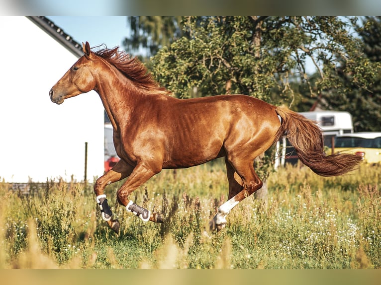German Sport Horse Gelding 5 years 17 hh Chestnut-Red in L&#xF6;wenberger Land