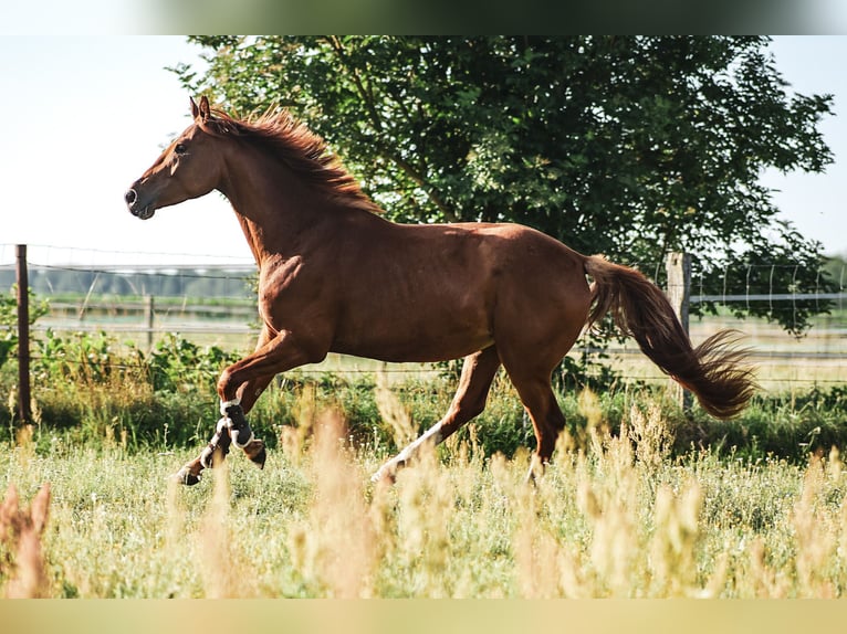 German Sport Horse Gelding 5 years 17 hh Chestnut-Red in L&#xF6;wenberger Land