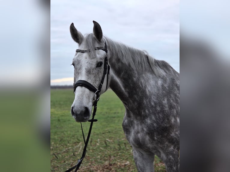 German Sport Horse Gelding 5 years 17 hh Grey in Luckau