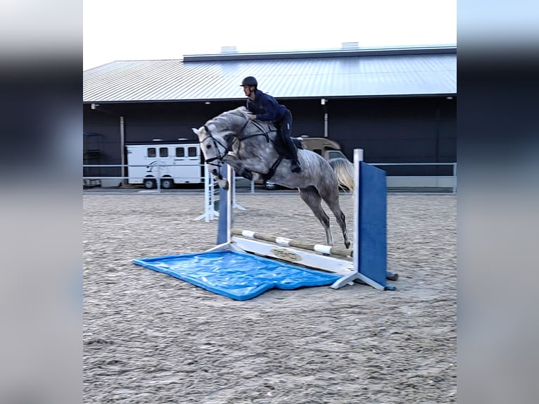 German Sport Horse Gelding 5 years 17 hh Grey in Luckau
