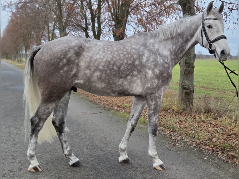 German Sport Horse Gelding 5 years 17 hh Grey in Luckau