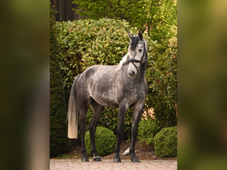 German Sport Horse Gelding 5 years 17 hh Grey in Uffenheim