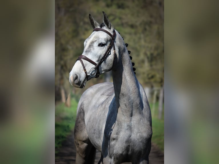 German Sport Horse Gelding 5 years 17 hh Grey in Modautal