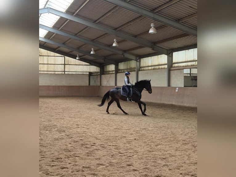 German Sport Horse Gelding 5 years 17 hh Smoky-Black in Hofheim am Taunus