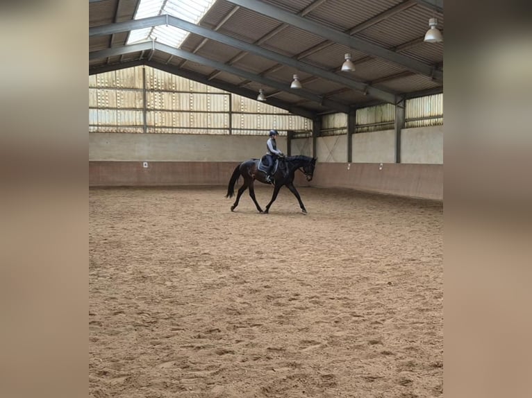 German Sport Horse Gelding 5 years 17 hh Smoky-Black in Hofheim am Taunus