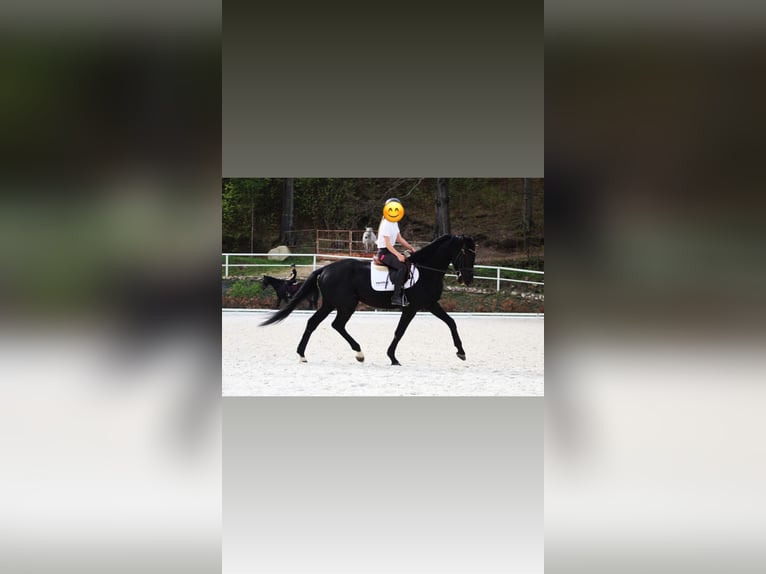 German Sport Horse Gelding 5 years 17,1 hh Black in Hammersbach