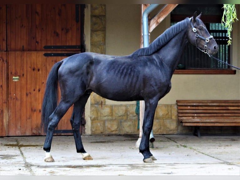 German Sport Horse Gelding 5 years 17,1 hh Black in Hammersbach
