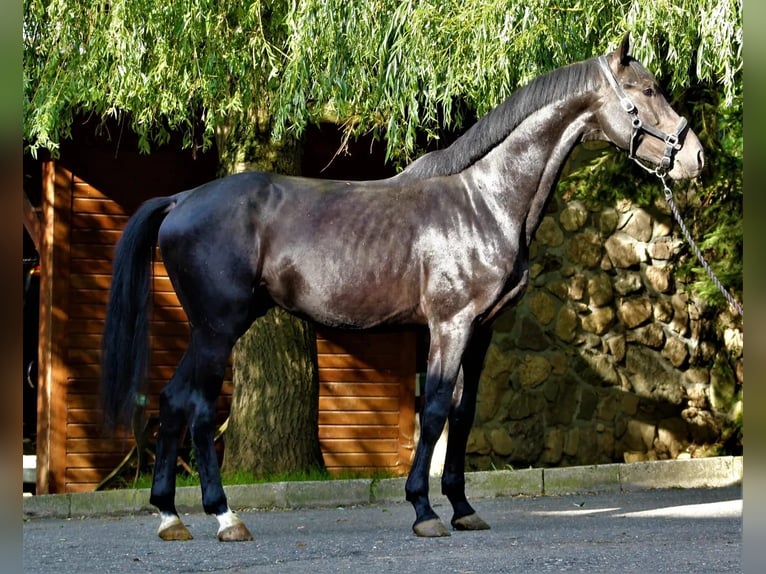 German Sport Horse Gelding 5 years 17,1 hh Black in Hammersbach