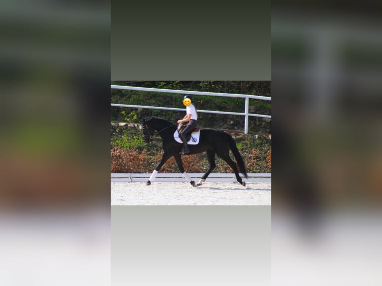 German Sport Horse Gelding 5 years 17,1 hh Black in Hammersbach