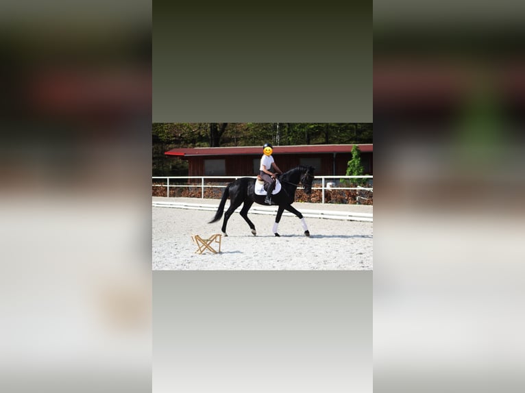 German Sport Horse Gelding 5 years 17,1 hh Black in Hammersbach