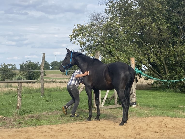 German Sport Horse Gelding 5 years 17,1 hh Black in Swochowo