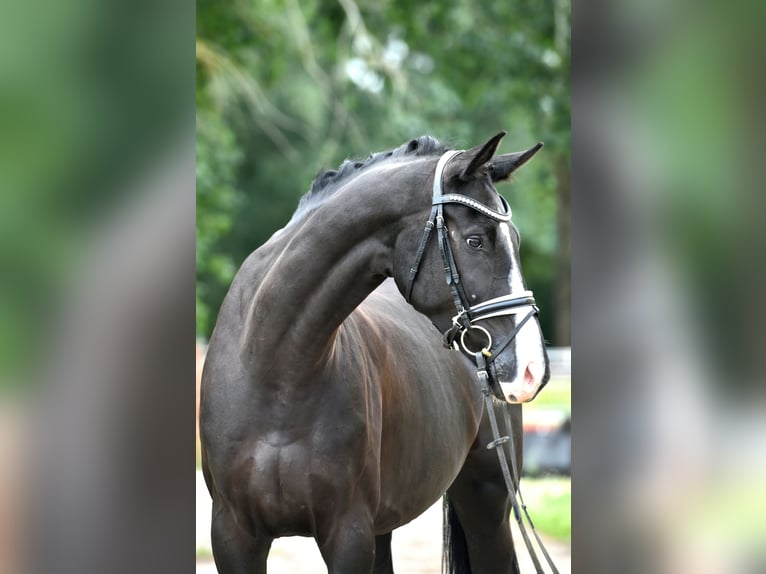German Sport Horse Gelding 5 years 17,1 hh Black in Kamern