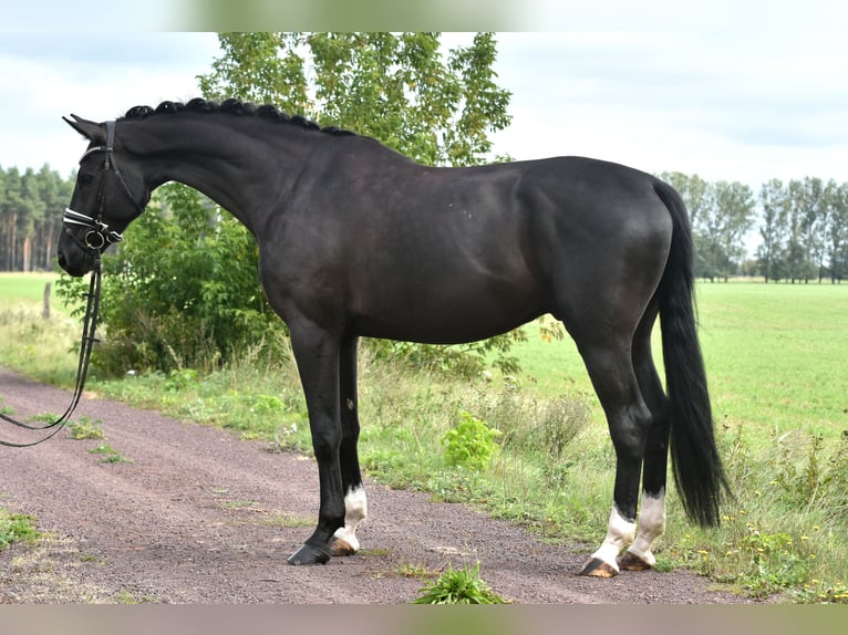 German Sport Horse Gelding 5 years 17,1 hh Black in Kamern
