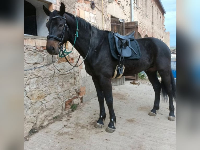 German Sport Horse Gelding 5 years 17,2 hh Bay-Dark in M&#xFC;geln