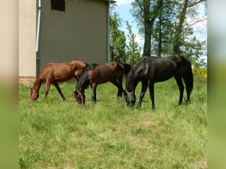 German Sport Horse Gelding 5 years 17,2 hh Bay-Dark in M&#xFC;geln