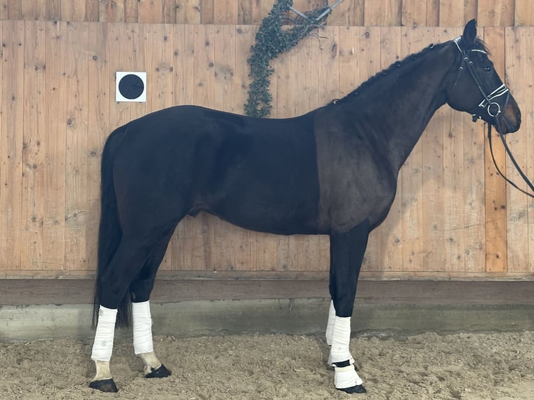 German Sport Horse Gelding 5 years Bay-Dark in Riedlingen