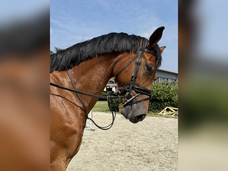 German Sport Horse Gelding 5 years Brown in Thuine