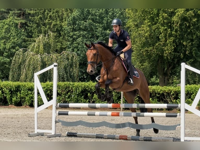 German Sport Horse Gelding 5 years Brown in Thuine