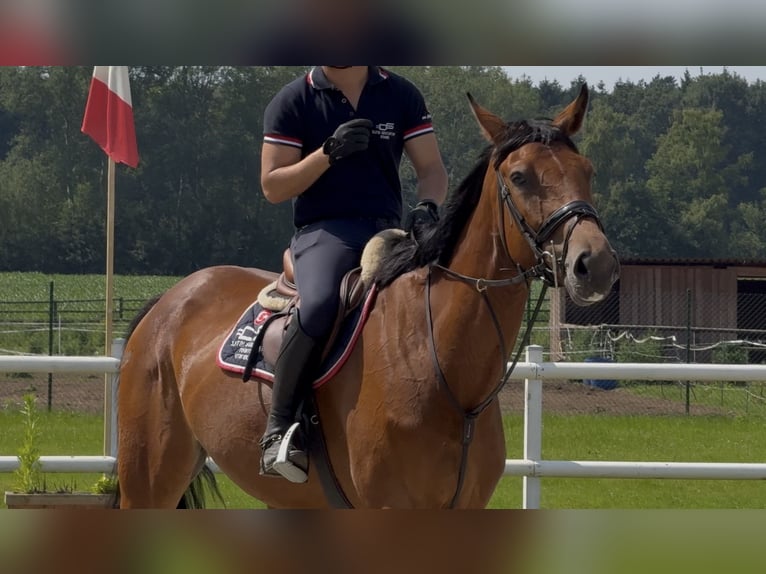 German Sport Horse Gelding 5 years Brown in Thuine