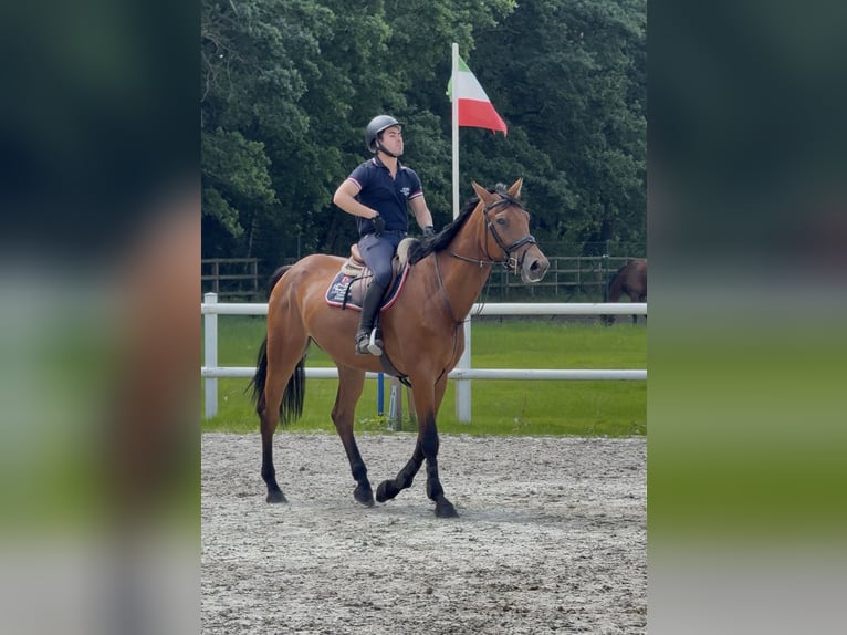 German Sport Horse Gelding 5 years Brown in Thuine