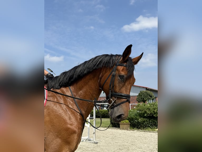 German Sport Horse Gelding 5 years Brown in Thuine