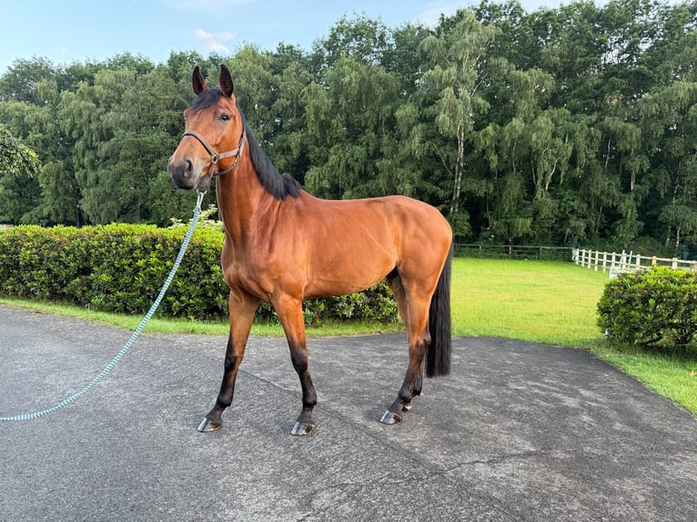 German Sport Horse, Gelding, 5 years, Brown