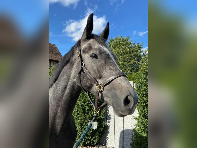 German Sport Horse Gelding 5 years Gray in Oberglatt ZH