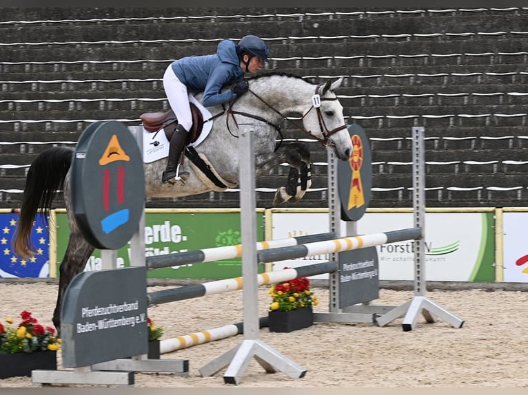 German Sport Horse Gelding 5 years Grey in Gomadingen