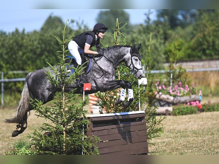 German Sport Horse Gelding 5 years  in Horka