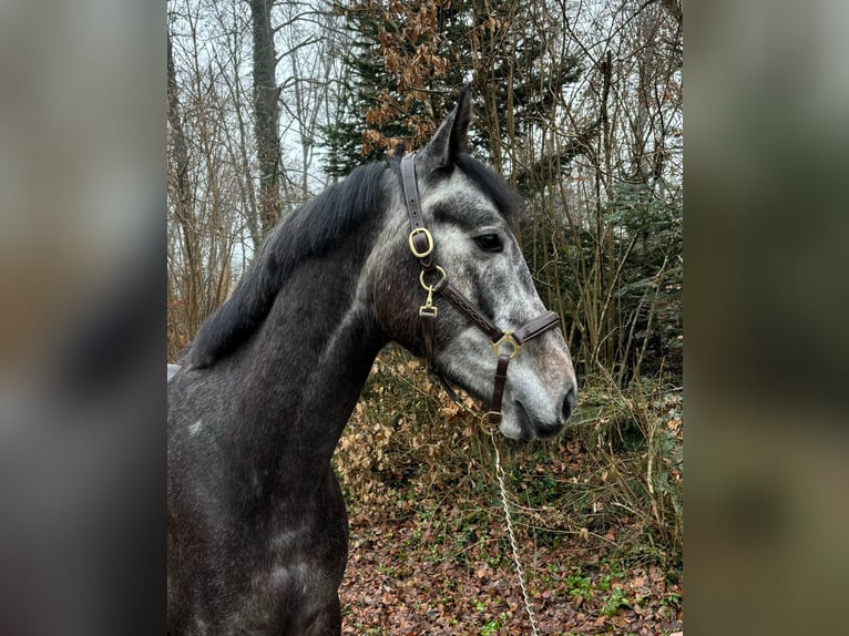 German Sport Horse Gelding 5 years in Murg