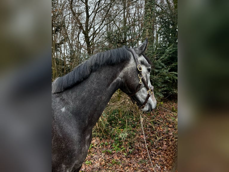 German Sport Horse Gelding 5 years in Murg