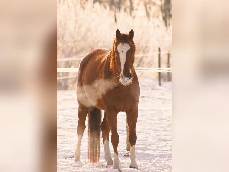 German Sport Horse Gelding 6 years 15.2 hh Chestnut-Red in Uphusum