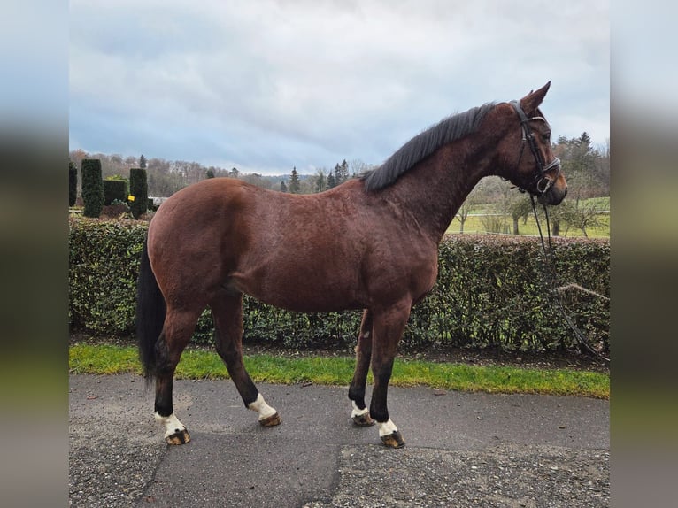 German Sport Horse Gelding 6 years 15,3 hh Brown in Bad Schussenried