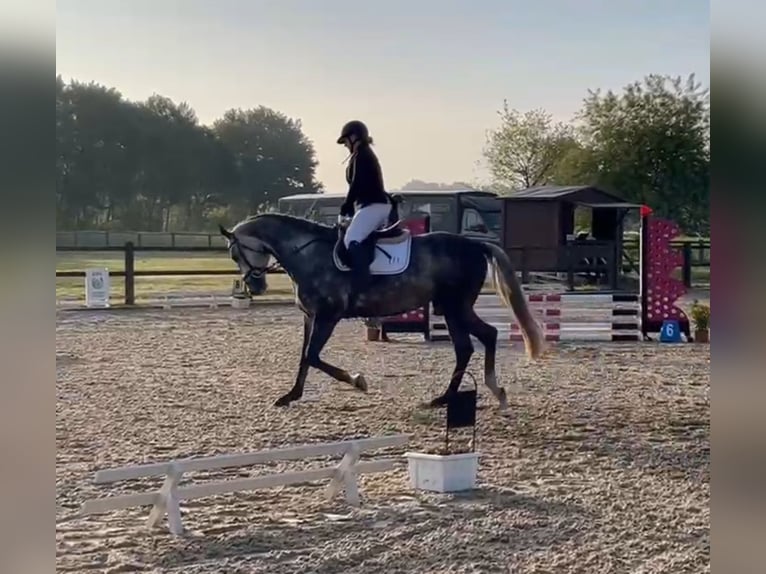 German Sport Horse Gelding 6 years 15,3 hh Grey in Weyhe