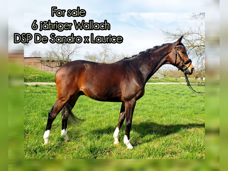 German Sport Horse Gelding 6 years 16.1 hh Bay-Dark in Biebesheim am Rhein