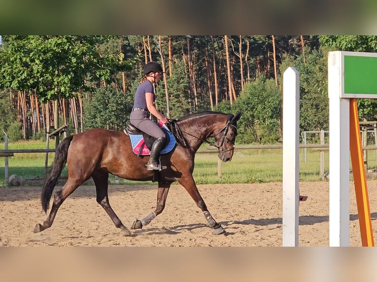 German Sport Horse Gelding 6 years 16,1 hh Bay-Dark in Treuenbrietzen