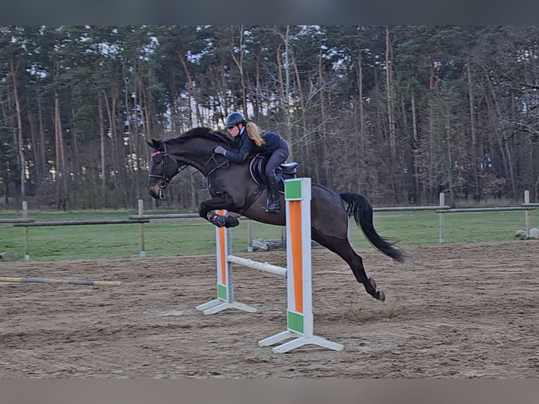 German Sport Horse Gelding 6 years 16,1 hh Bay-Dark in Treuenbrietzen