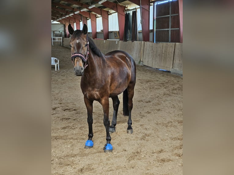 German Sport Horse Gelding 6 years 16,1 hh Bay-Dark in Treuenbrietzen