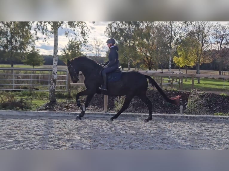 German Sport Horse Gelding 6 years 16,1 hh Bay-Dark in Treuenbrietzen