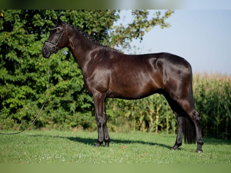 German Sport Horse Gelding 6 years 16,1 hh Black in Abstatt