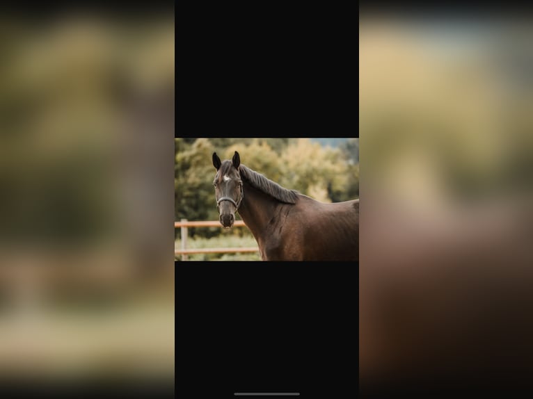 German Sport Horse Gelding 6 years 16,1 hh Black in Chur