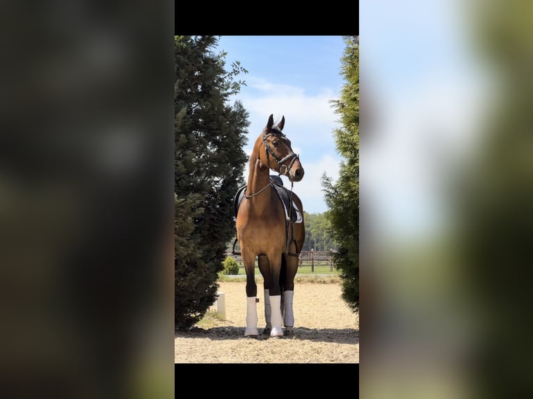 German Sport Horse, Gelding, 6 years, 16.1 hh, Brown
