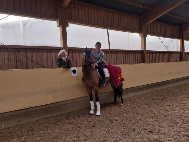 German Sport Horse Gelding 6 years 16.1 hh Brown in Ostrach