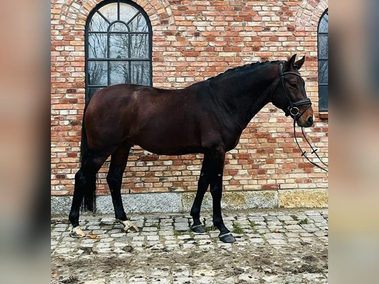 German Sport Horse Gelding 6 years 16,1 hh Brown in Westerholz